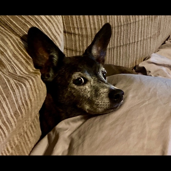 Meet your Posher, Stephanie - Picture 3 of 8